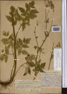 Aegopodium tadshikorum Schischk., Middle Asia, Western Tian Shan & Karatau (M3) (Kazakhstan)