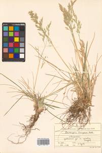 Deschampsia cespitosa subsp. cespitosa, Siberia, Russian Far East (S6) (Russia)