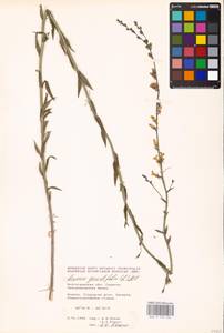 MHA 0 159 234, Linaria genistifolia (L.) Mill., Eastern Europe, Lower Volga region (E9) (Russia)