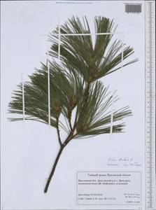 Pinus strobus L., Eastern Europe, Central forest region (E5) (Russia)