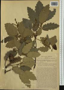 Quercus crenata Lam., Western Europe (EUR) (Italy)