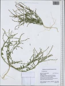 Corispermum, South Asia, South Asia (Asia outside ex-Soviet states and Mongolia) (ASIA) (China)