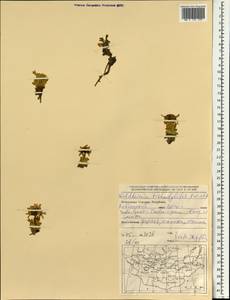 Allardia tridactylites (Kar. & Kir.) Sch. Bip., Mongolia (MONG) (Mongolia)