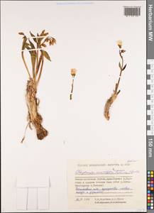 Claytonia acutifolia Pall. ex Willd., Siberia, Yakutia (S5) (Russia)