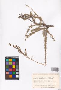 Bassia prostrata (L.) Beck, Middle Asia, Caspian Ustyurt & Northern Aralia (M8) (Kazakhstan)