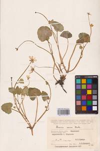 Ficaria verna Huds., Eastern Europe, Central region (E4) (Russia)