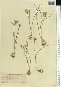 Ornithogalum orthophyllum subsp. kochii (Parl.) Zahar., Eastern Europe, Lower Volga region (E9) (Russia)