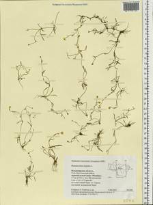 Ranunculus reptans L., Eastern Europe, Central region (E4) (Russia)