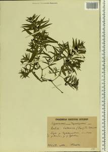 Rubia tatarica (Trevis.) F.Schmidt, Eastern Europe, Lower Volga region (E9) (Russia)