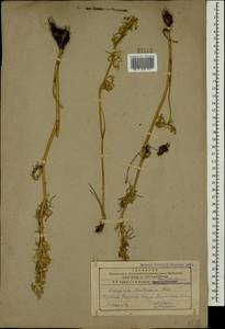 Delphinium szowitsianum Boiss., Caucasus, Armenia (K5) (Armenia)