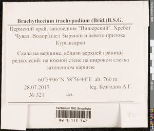 Brachytheciastrum trachypodium (Brid.) Ignatov & Huttunen, Bryophytes, Bryophytes - Permsky Krai, Udmurt Republic, Sverdlovsk & Kirov Oblasts (B8) (Russia)