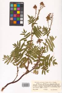 Sorbaria pallasii (G. Don) Pojark., Siberia, Yakutia (S5) (Russia)