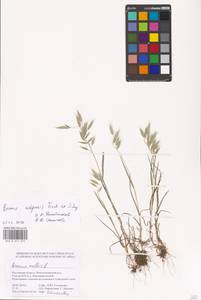 Bromus squarrosus L., Eastern Europe, Rostov Oblast (E12a) (Russia)