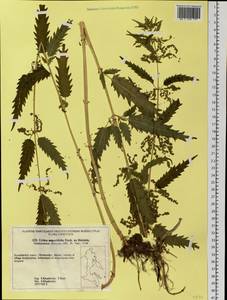 Urtica dioica var. holosericea Fr., Siberia, Chukotka & Kamchatka (S7) (Russia)