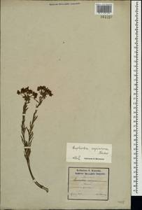 Euphorbia seguieriana Neck., Crimea (KRYM) (Russia)