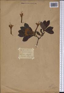 Rhododendron, America (AMER)