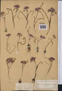 Allium oreophilum C.A.Mey., Middle Asia, Dzungarian Alatau & Tarbagatai (M5) (Kazakhstan)