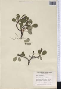 Salix reticulata, America (AMER) (Canada)