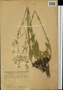 Gypsophila altissima L., Eastern Europe, Middle Volga region (E8) (Russia)