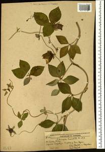 Codonopsis lanceolata (Siebold & Zucc.) Benth. & Hook.f. ex Trautv., Siberia, Russian Far East (S6) (Russia)