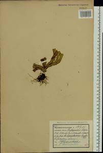 Huperzia selago (L.) Bernh., Eastern Europe, Northern region (E1) (Russia)