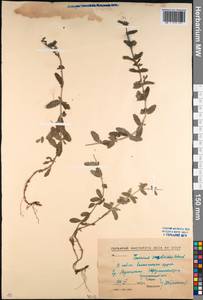 Teucrium scordium subsp. scordioides (Schreb.) Arcang., Caucasus, North Ossetia, Ingushetia & Chechnya (K1c) (Russia)