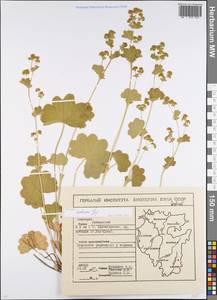 Alchemilla hebescens Juz., Eastern Europe, Eastern region (E10) (Russia)