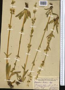 Swertia lactea A. Bunge, Middle Asia, Pamir & Pamiro-Alai (M2) (Uzbekistan)