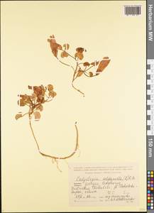 Calystegia soldanella (L.) R. Br., Caucasus, Georgia (K4) (Georgia)