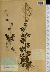 Cardamine macrophylla Willd., Siberia, Altai & Sayany Mountains (S2) (Russia)