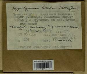 Hygrohypnum luridum (Hedw.) Jenn., Bryophytes, Bryophytes - Permsky Krai, Udmurt Republic, Sverdlovsk & Kirov Oblasts (B8) (Russia)