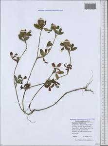 Trifolium diffusum Ehrh., Caucasus, Stavropol Krai, Karachay-Cherkessia & Kabardino-Balkaria (K1b) (Russia)