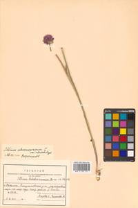 Allium maximowiczii Regel, Siberia, Russian Far East (S6) (Russia)