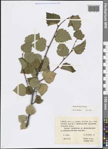 Betula pubescens var. litwinowii (Doluch.) Ashburner & McAll., Caucasus, North Ossetia, Ingushetia & Chechnya (K1c) (Russia)