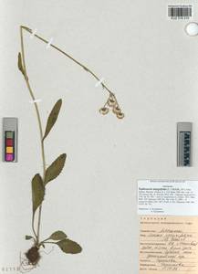 Tephroseris integrifolia (L.) Holub, Siberia, Altai & Sayany Mountains (S2) (Russia)