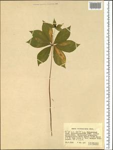 Paris verticillata M.Bieb., Siberia, Russian Far East (S6) (Russia)