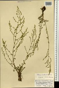 Artemisia xanthochroa Krasch., Mongolia (MONG) (Mongolia)