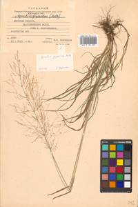 Agrostis gigantea Roth, Siberia, Russian Far East (S6) (Russia)