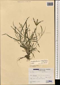 Dactyloctenium aegyptium (L.) Willd., South Asia, South Asia (Asia outside ex-Soviet states and Mongolia) (ASIA) (Iran)