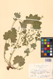 Alchemilla micans Buser, Eastern Europe, Moscow region (E4a) (Russia)