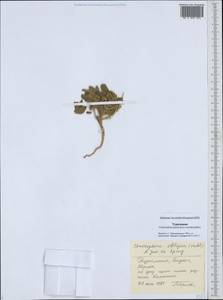 Chrozophora tinctoria (L.) A.Juss., Middle Asia, Karakum (M6) (Turkmenistan)