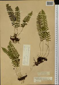 Polypodium sibiricum Sipliv., Siberia, Russian Far East (S6) (Russia)