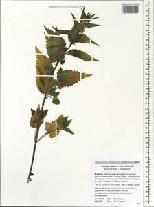 Lamium album subsp. barbatum (Siebold & Zucc.) Mennema, Siberia, Baikal & Transbaikal region (S4) (Russia)