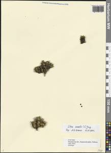 Silene acaulis (L.) Jacq., Eastern Europe, Northern region (E1) (Russia)