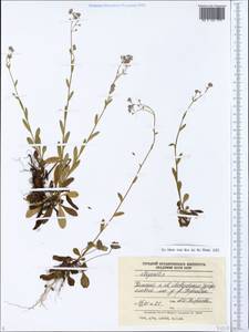 Myosotis, Eastern Europe, Northern region (E1) (Russia)