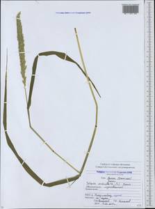 Setaria verticillata (L.) P.Beauv., Caucasus, North Ossetia, Ingushetia & Chechnya (K1c) (Russia)