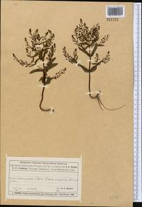 Veronica anagalloides Guss., Middle Asia, Muyunkumy, Balkhash & Betpak-Dala (M9) (Kazakhstan)
