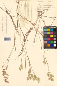 Poa macrocalyx Trautv. & C.A.Mey., Siberia, Russian Far East (S6) (Russia)