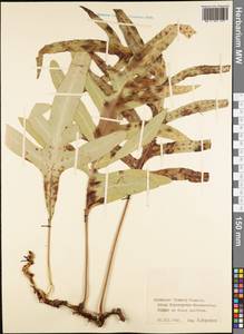 Polypodiopsida, Australia & Oceania (AUSTR) (French Polynesia)