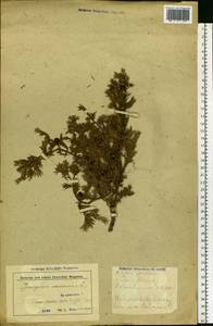 Juniperus communis L., Eastern Europe, Belarus (E3a) (Belarus)